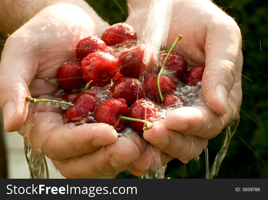 Hand full of fresh cherries in falling water. Hand full of fresh cherries in falling water