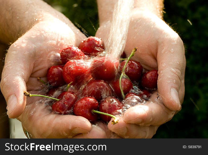 Hand full of fresh cherries in falling water. Hand full of fresh cherries in falling water