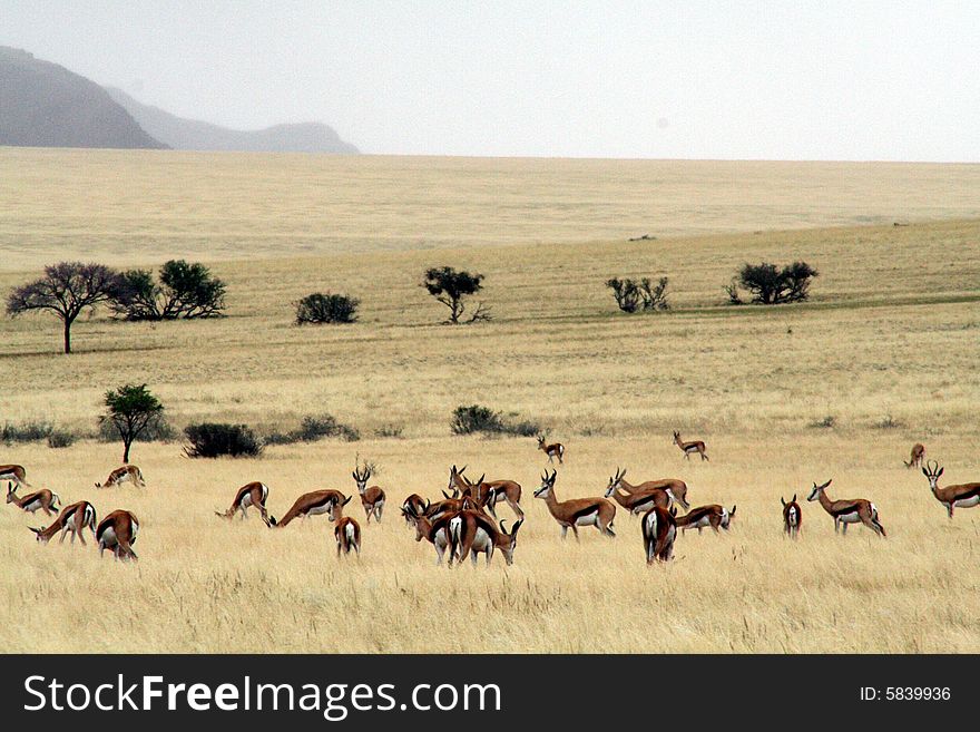 The Springboks in the vast desert of Namibia. The Springboks in the vast desert of Namibia.