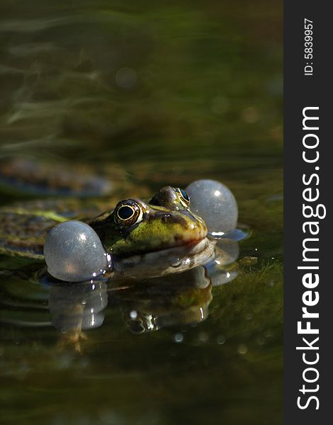 Close up photo with frog in marsh. Close up photo with frog in marsh