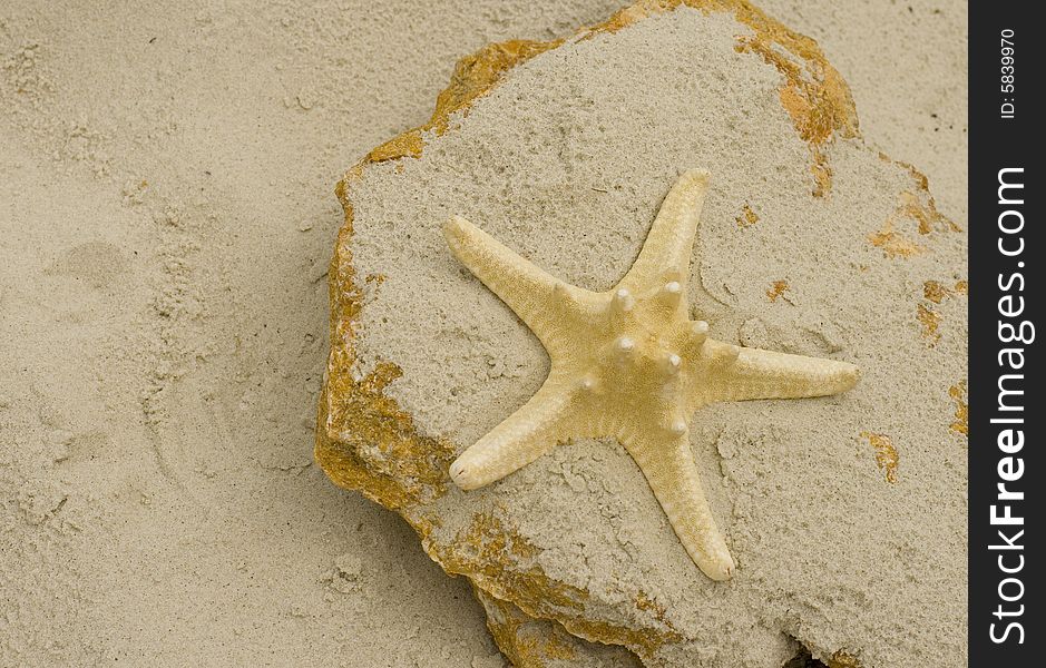 Starfish on a big stone. Starfish on a big stone