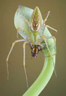 Lynx Spider Eating Fly On Bud Royalty Free Stock Photo