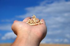 Grain Field And Hand Royalty Free Stock Images