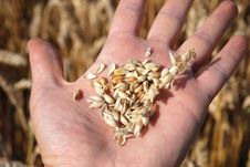 Grain Field And Hand Royalty Free Stock Images Grain Field And Hand Royalty Free Stock Images