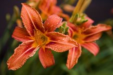 Orange Lily Stock Photo