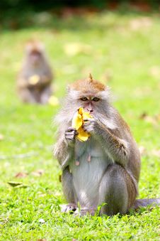 Monkey Eating Banana Royalty Free Stock Photography Monkey Eating Banana Royalty Free Stock Photography