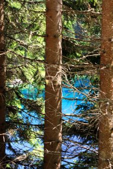Pine Tree Trunks On Blue Lake Royalty Free Stock Photos Pine Tree Trunks On Blue Lake Royalty Free Stock Photos