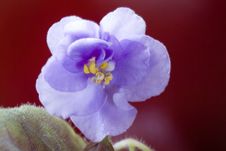 Blue Violet On Dark Red Stock Images