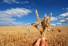 Grain And Hand Stock Photography Grain And Hand Stock Photography