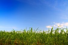 Green Grass Under Blue Sky Stock Photography Green Grass Under Blue Sky Stock Photography
