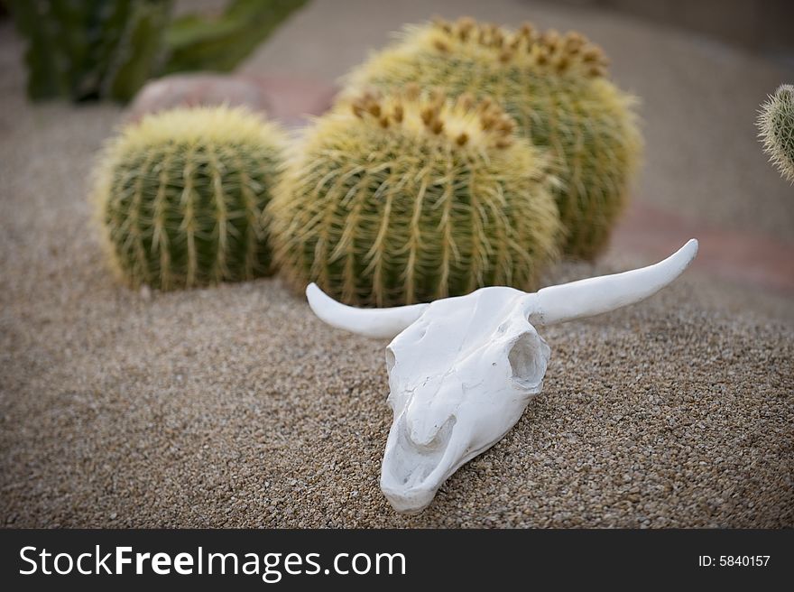 Bleached bull skull in front of a cluster of barrel cacti. Bleached bull skull in front of a cluster of barrel cacti