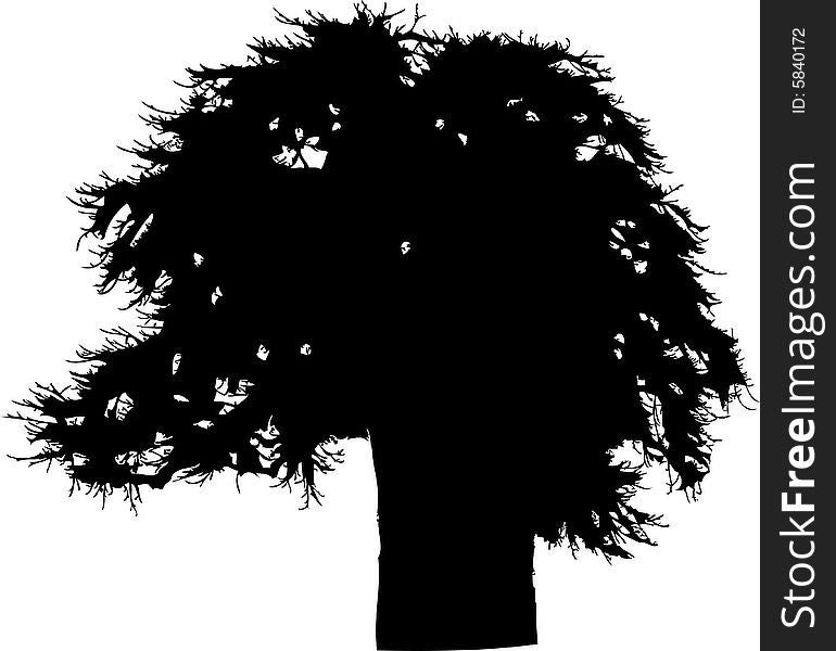 Isolated tree - 38. Silhouette