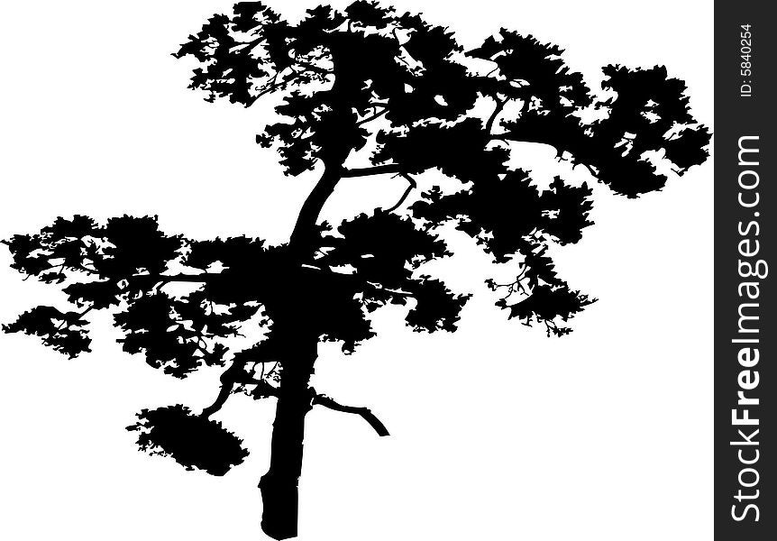 Isolated tree - 40. Silhouette