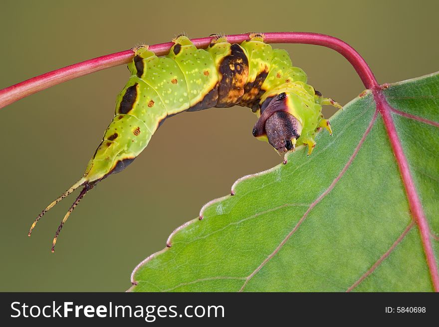 A furcula caterpillar is munching on an aspen leaf. A furcula caterpillar is munching on an aspen leaf.