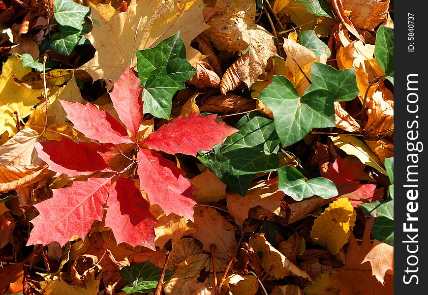 Autumn's leaves as colourful background. Autumn's leaves as colourful background