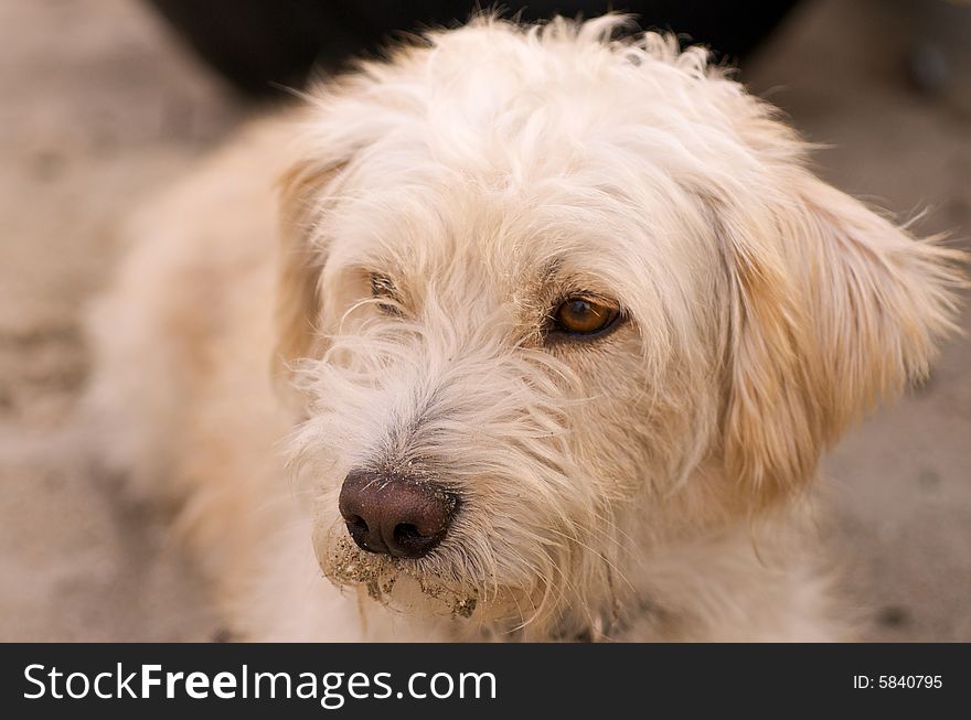 Close up of a dog on the beach of Santa Cruz. Nikon D300, 60mm Macro. Close up of a dog on the beach of Santa Cruz. Nikon D300, 60mm Macro.