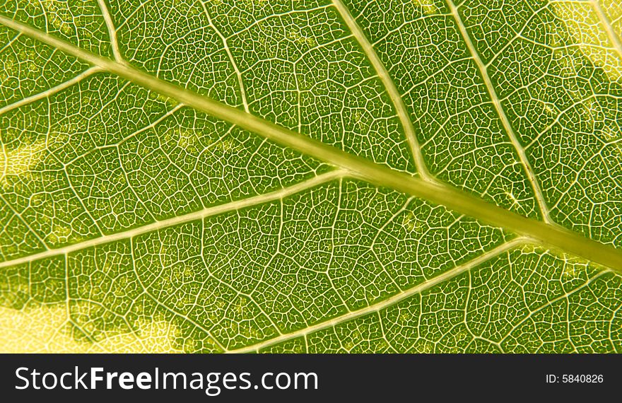 Green leaf texture