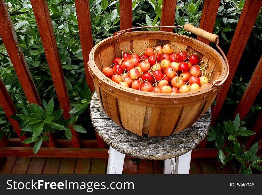 Rainier cherries in a wooden basket. Rainier cherries in a wooden basket.