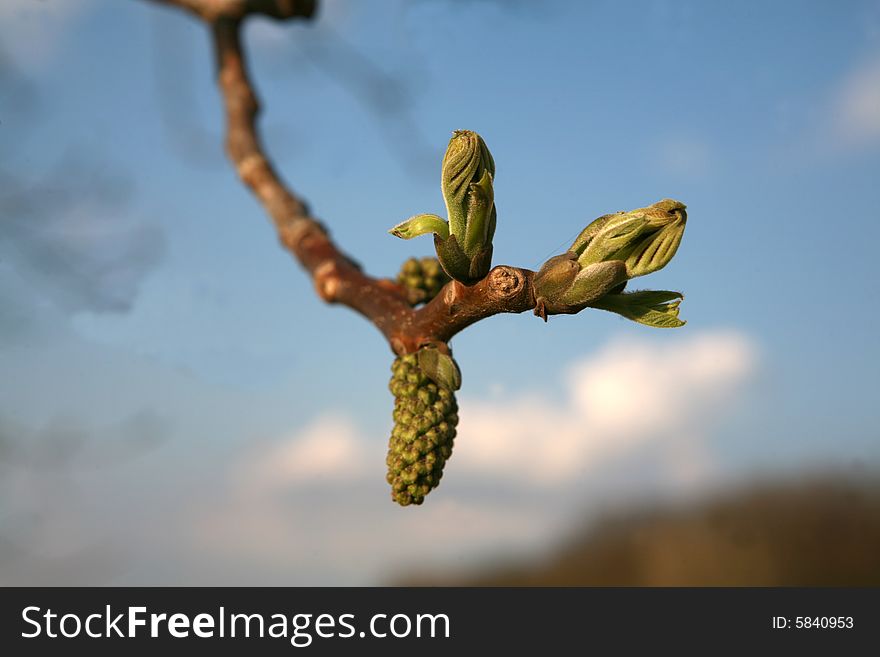 Leaf buds on a sprig