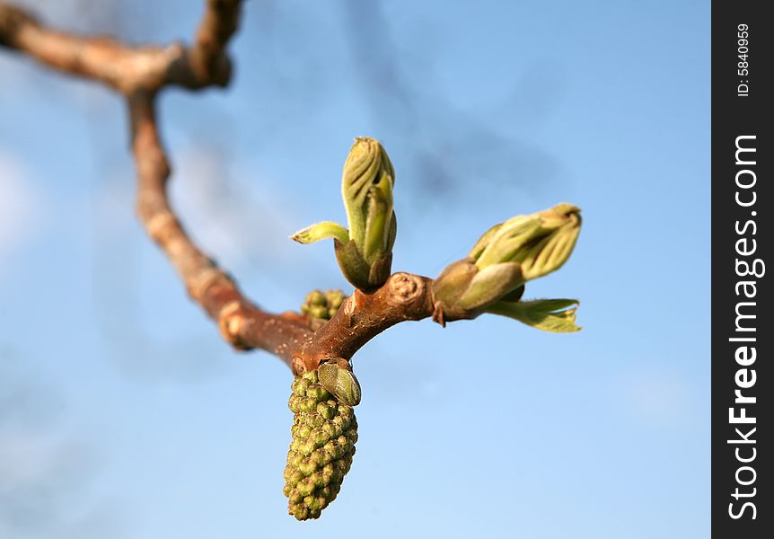 Leaf buds on a sprig