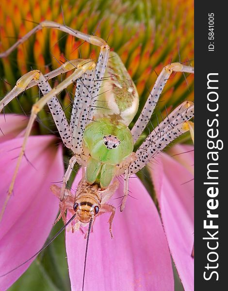 Lynx Spider eating cricket