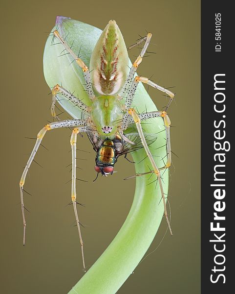 A male green lynx spider is eating a fly while perched on a budding plant. A male green lynx spider is eating a fly while perched on a budding plant.