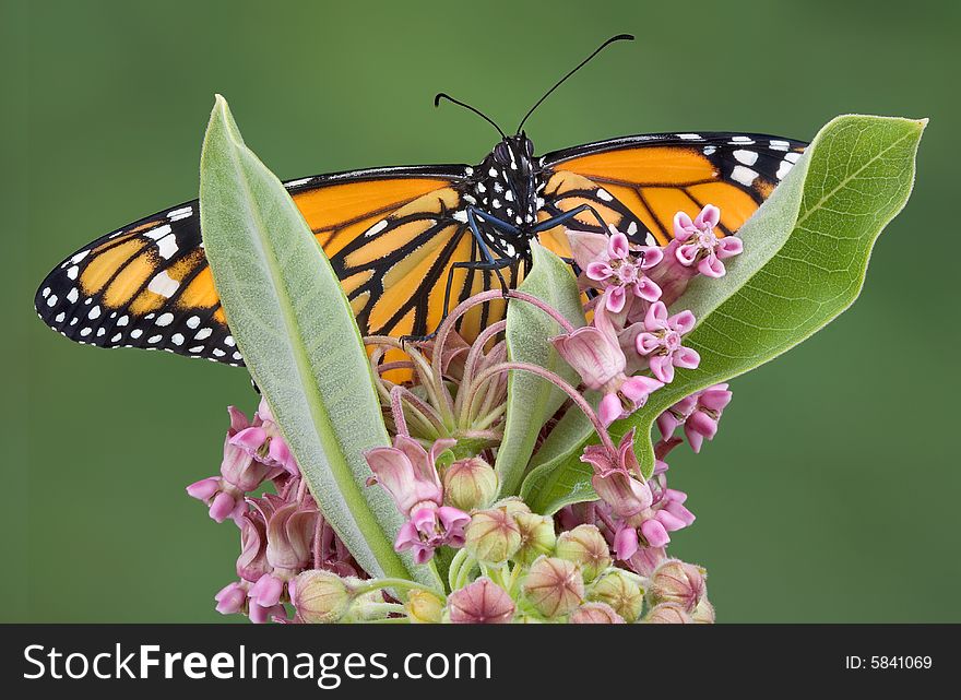 A monarch butterfly is perched on a flowering milkweed plant. A monarch butterfly is perched on a flowering milkweed plant.