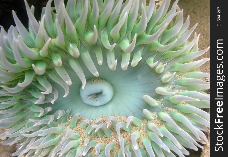 Underwater close-up of anemone in a tide pool