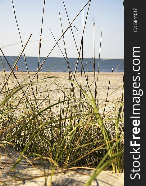 Grass on the Beach, blue horizon