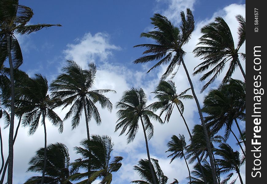 Dozens of coconut trees line the beach in Waikiki, Hawaii.