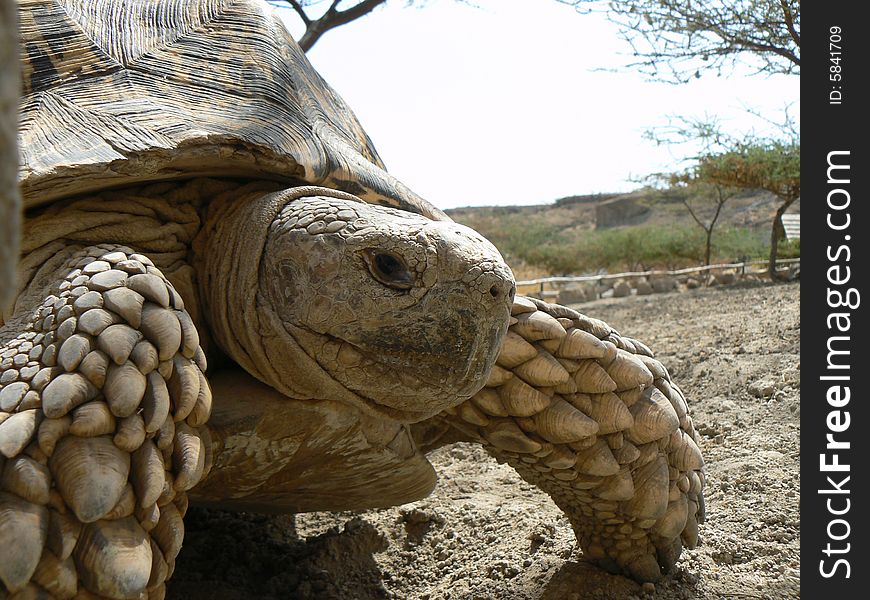 Adult tortoise and background in wild