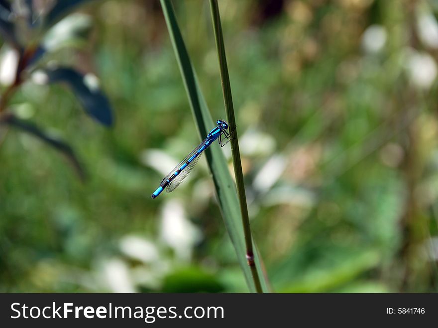 Blue dragonfly with blurred background.