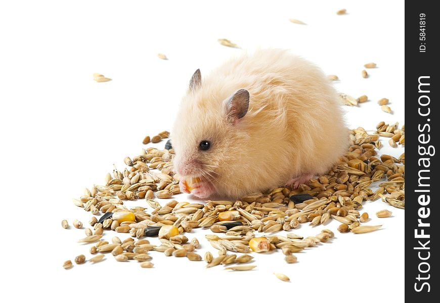 White fluffy hamster gathering to have dinner. White fluffy hamster gathering to have dinner