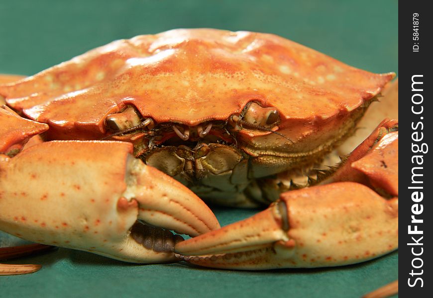 Close up of a whole steamed crab on green background
