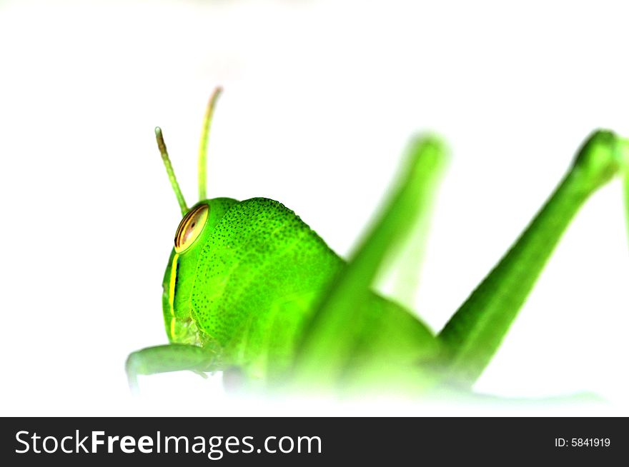 Close up of a grasshopper, isolated. Close up of a grasshopper, isolated