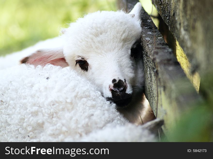 An innocent lamb looking at the camera outdoors in a shiny day. An innocent lamb looking at the camera outdoors in a shiny day
