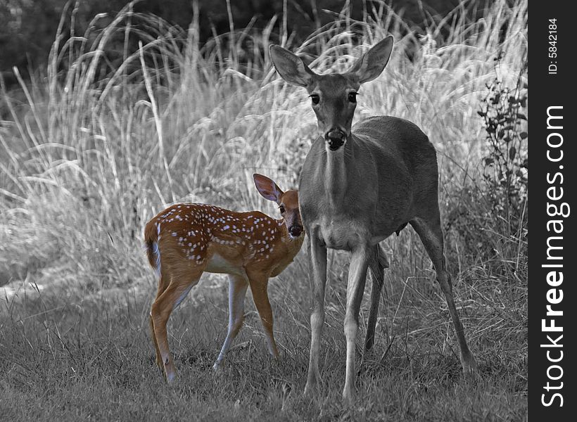 Whitetail fawn close to mothers side. During the first months, mothers protection is paramount to the youngsters survival. Whitetail fawn close to mothers side. During the first months, mothers protection is paramount to the youngsters survival.