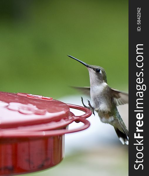 Beautiful Humming Bird Landing at the feeder