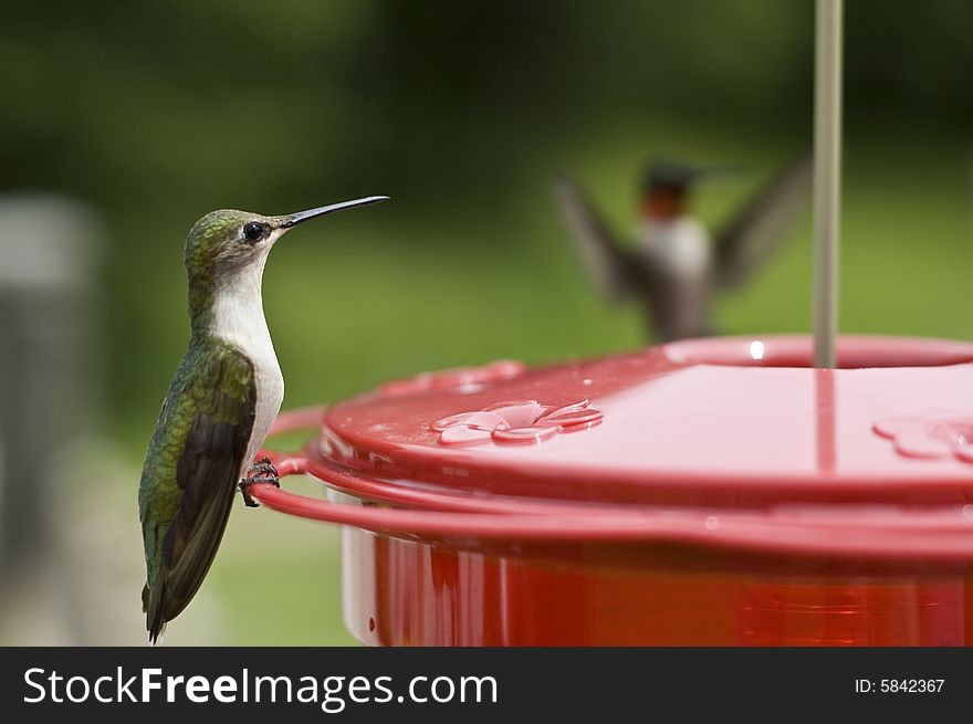 Beautiful Humming Bird Landing at the feeder