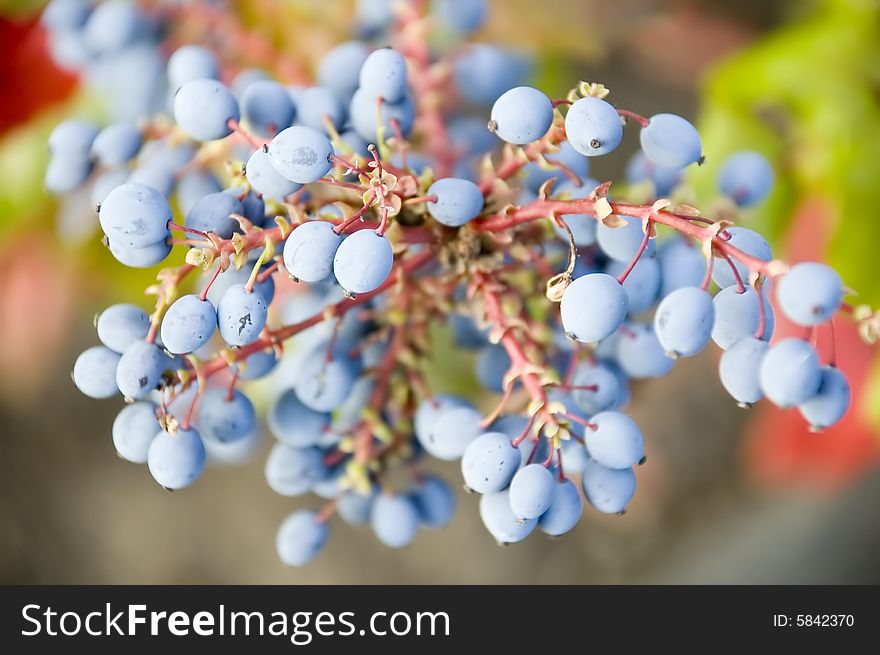 Blue berries on an ornamental plant with red stems and green leaves. Blue berries on an ornamental plant with red stems and green leaves.