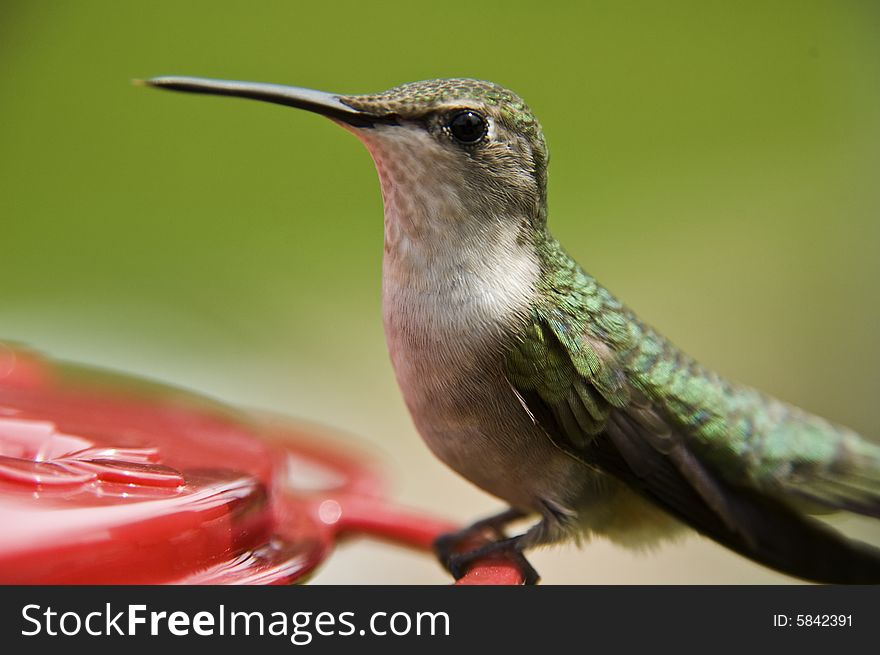 Beautiful Humming Bird Landing at the feeder