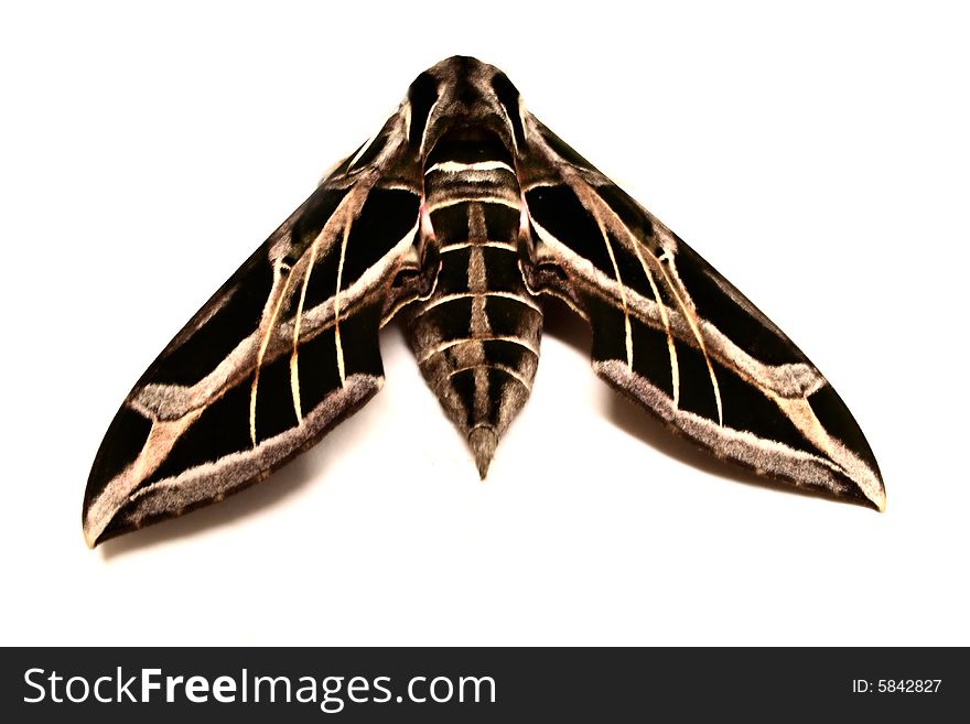 A giant moth species native to the hot climate of Texas