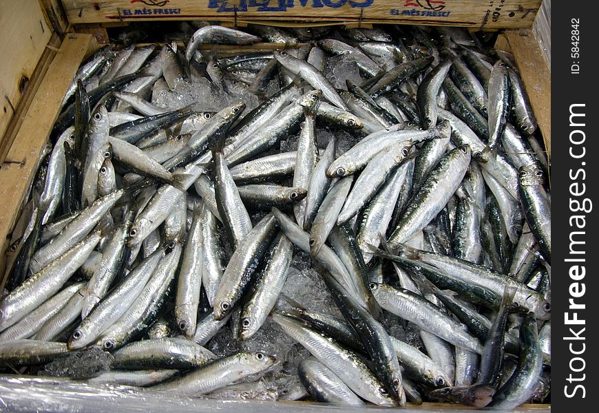A box of fresh sardines