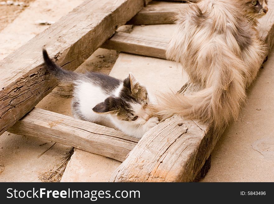 Cute cat in a farm of beijing