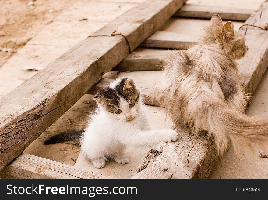 Cute cat in a farm of beijing