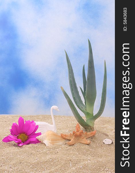 Aloe Vera Plant With Flower and Sea Shells on Sand. Aloe Vera Plant With Flower and Sea Shells on Sand