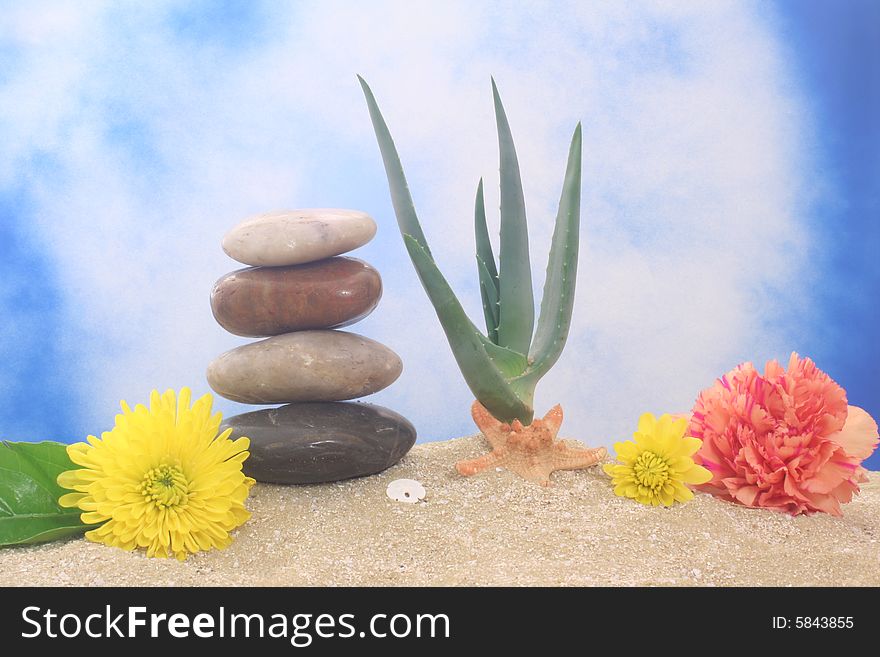 Aloe Vera With Flowers and Sea Shells on Sand. Aloe Vera With Flowers and Sea Shells on Sand