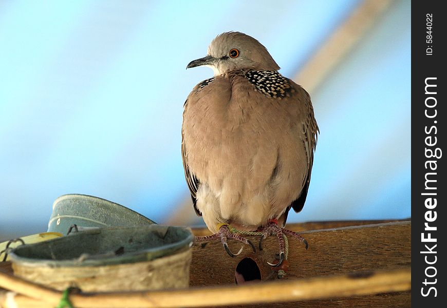 Lonely spotted dove in a cage.