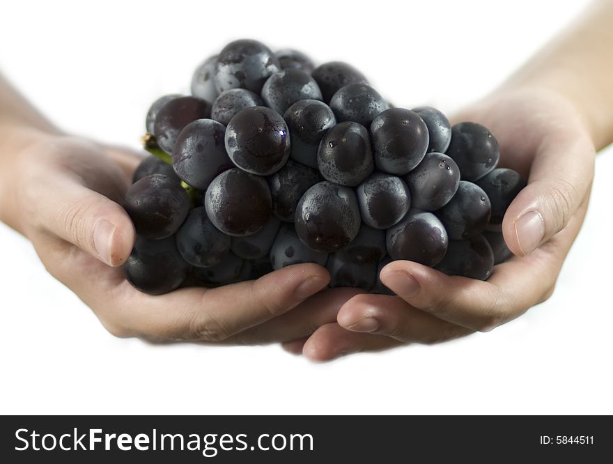 Branch of grape in hands on white background