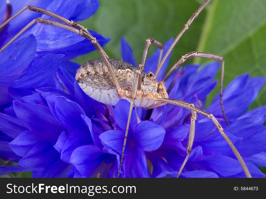 Daddy Long Legs On Blue Flower